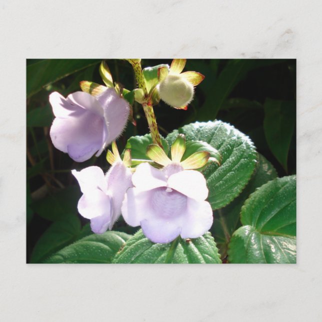 Fiji Lila Orchid Vykort (Framsida)