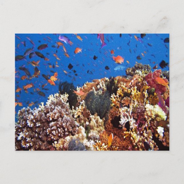 Fiji Vatten vykort (Framsida)