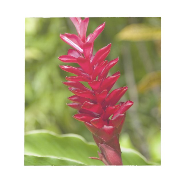 Fiji, Viti Levu-ön. Blomma. Anteckningsblock (Framsida)