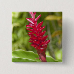 Fiji, Viti Levu-ön. Blomma. Knapp