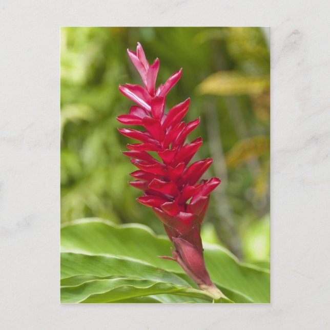 Fiji, Viti Levu-ön. Blomma. Vykort (Framsida)