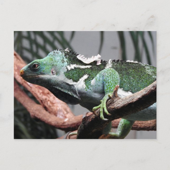 Fijian Crested Iguana Helg Vykort (Framsida)