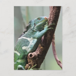 Fijian Crested Iguana Vykort