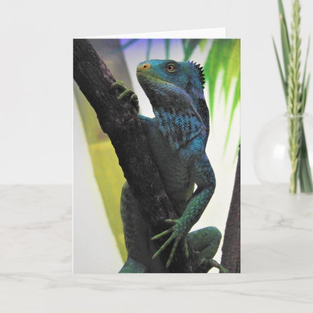 Fijian krönad leguan kort (Framsida)