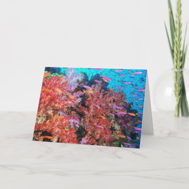 Fijianskt färgstänk kort (Framsida)