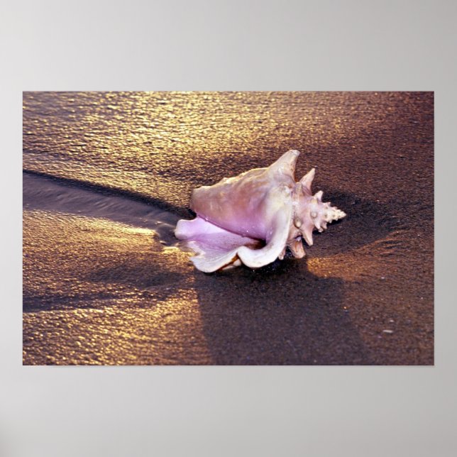 Fijiöarna, det finns fortfarande snäckor som denna poster (Framsidan)