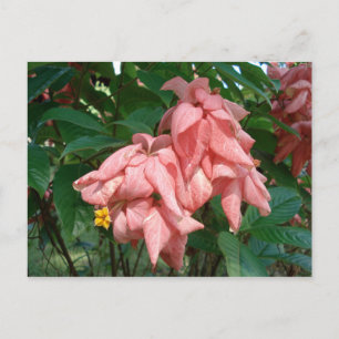 Fijis Rosa och Gult Flower vycard Vykort