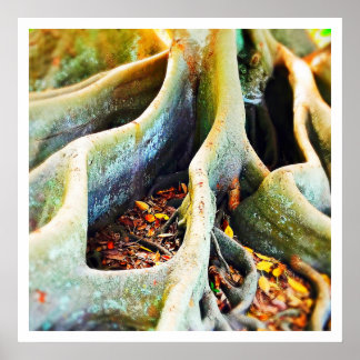 Fikon från träd poster