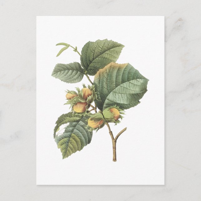 filbert(Corylus maxima) från Redouté Vykort (Framsida)