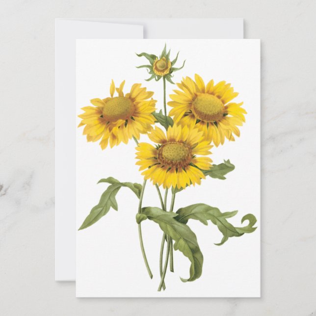 Filblomme Solros av Redoute Inbjudan (Framsida)