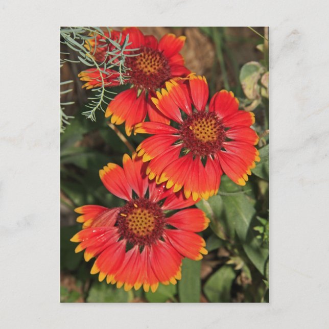 Filblommor Vykort (Framsida)