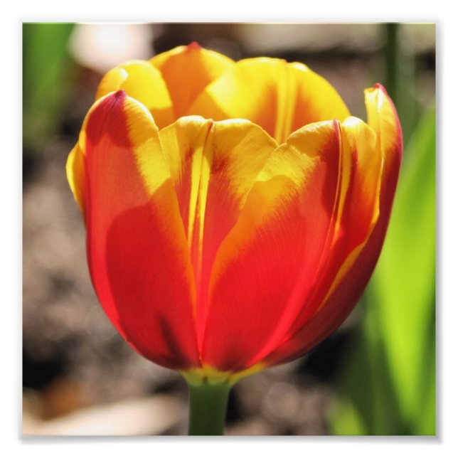 Filer Orange Gult Tulip Flower Close Up 8x8 Fototryck (Framsidan)