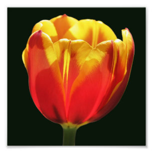 Filer Orange Gult Tulip Flower Close Up 8x8 Fototryck