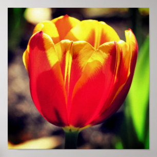 Filer, Orange, Gult Tulip Flower Close Up Poster