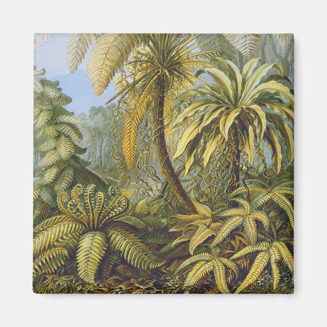 Filicinae (Ferns), Ernst Haeckel Fine Art Magnet (Framsidan)