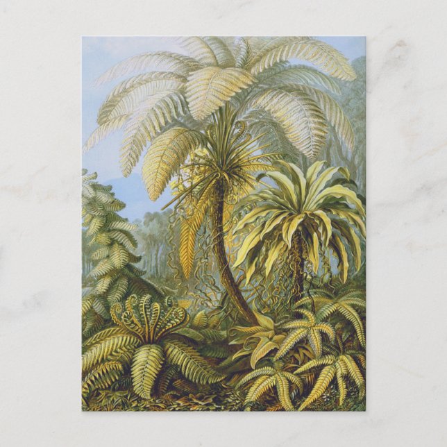 Filicinae (Ferns), Ernst Haeckel Fine Art Vykort (Framsida)