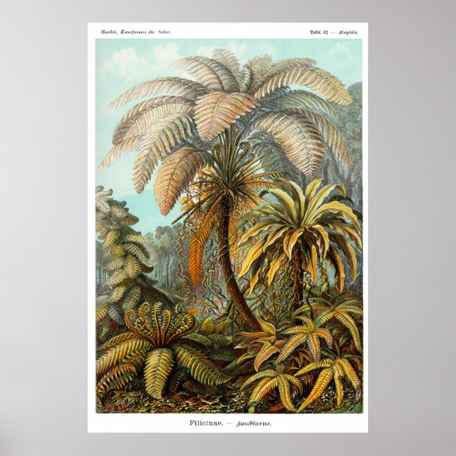 Filicinae (Träd fern) Poster (Framsidan)