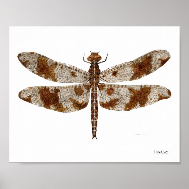 Filigree Skimmer Dragonfly Poster (Framsidan)