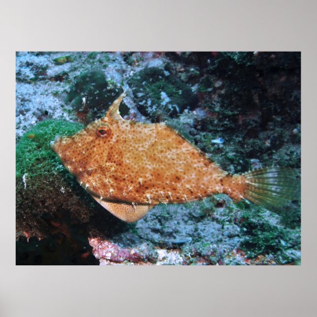 Filipino Filefish Poster (Framsidan)