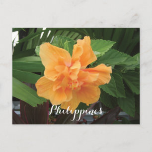 Filippinernas Gult Hibiscus Gumamela Vykort