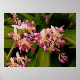 Filippinska slipade Orchids Poster