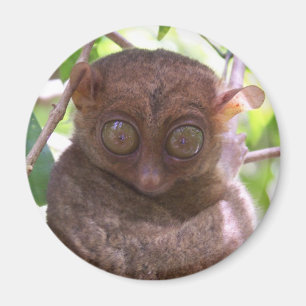 Filippinska Tarsier Magnet