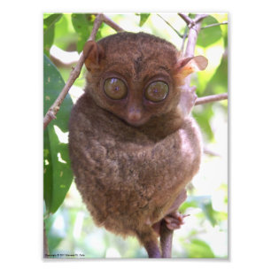 Filippinskt Tarsier fototryck