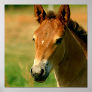 Filly Horse Print Poster