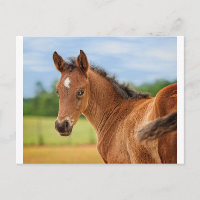 Filly Vykort (Framsida)