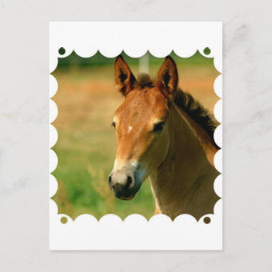 Filly-vykort Vykort