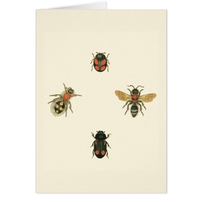 Filmer och Beetles efter Vision Studio Hälsningskort (Framsidan)