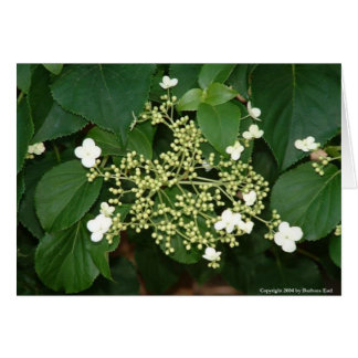 Filoli blommor1 hälsningskort