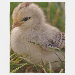 Filt för babychickull