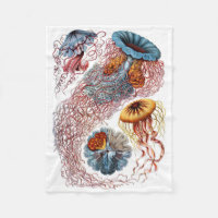 Filt för Haeckel manetull