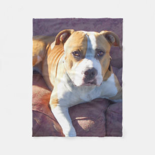 Filt för Pitbull hundull