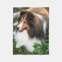 Filt för Shetland Sheepdog