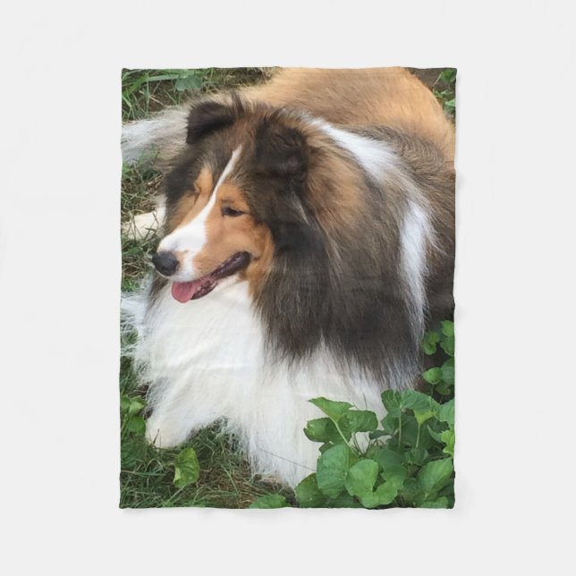 Filt för Shetland Sheepdog (Framsidan)