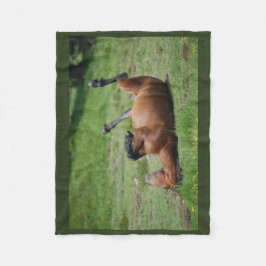 filt _ italien _ aveto naturpark _ häst