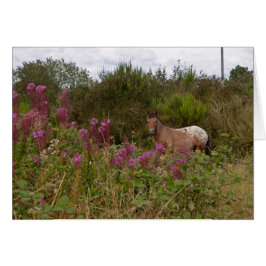 filtfläckig ponny hälsningskort