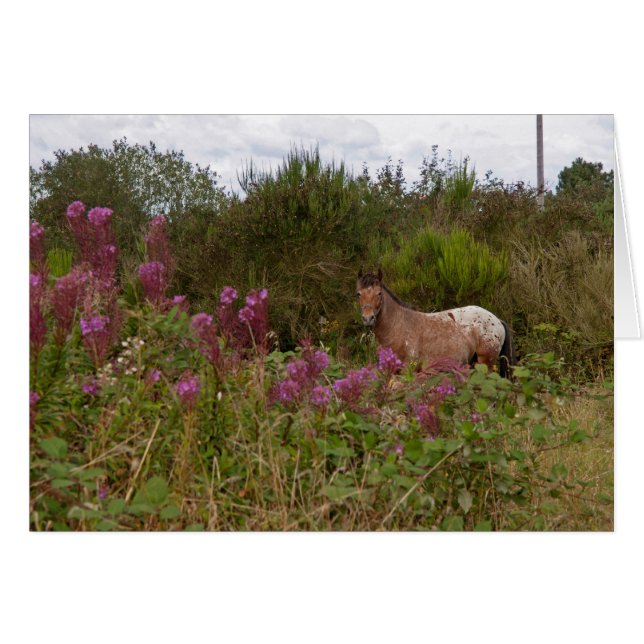 filtfläckig ponny hälsningskort (Framsidan Horizontal)