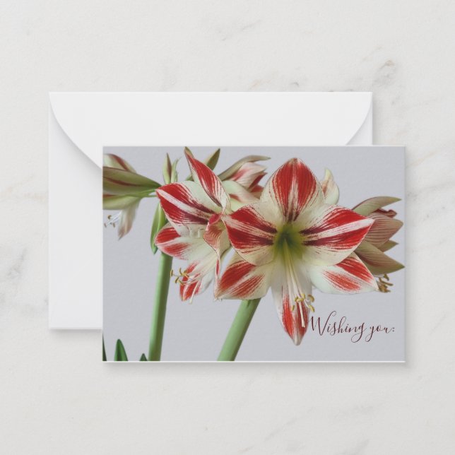Fin Amaryllis-blomma- och kundtextfödelsedag Anteckningskort (Framsida)