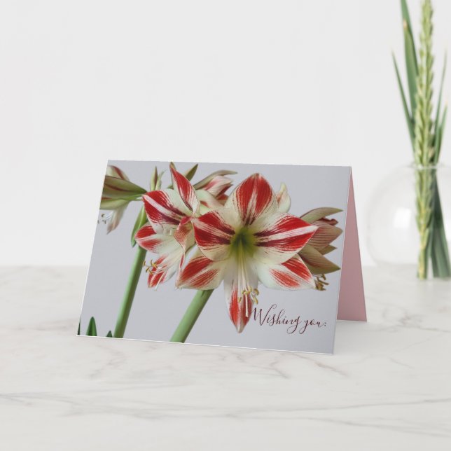 Fin Amaryllis-blomma- och kundtextfödelsedag Kort (Framsida)
