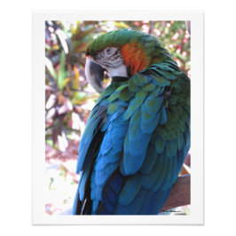 Fin, blå parrot, fotografisk utskrift fototryck