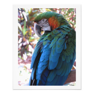 Fin, blå parrot, fotografisk utskrift fototryck