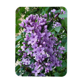 Fin blomsblomma av lila magnet