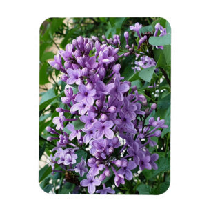 Fin blomsblomma av lila magnet