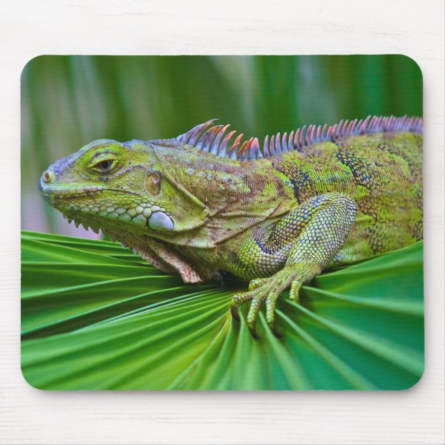 Fin Chameleon Mouse Pad Musmatta (Framsidan)