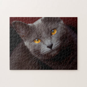 Fin Chartreux-pussel Pussel