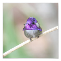 Fin Costa's hummingbird