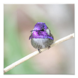 Fin Costa's hummingbird Fototryck